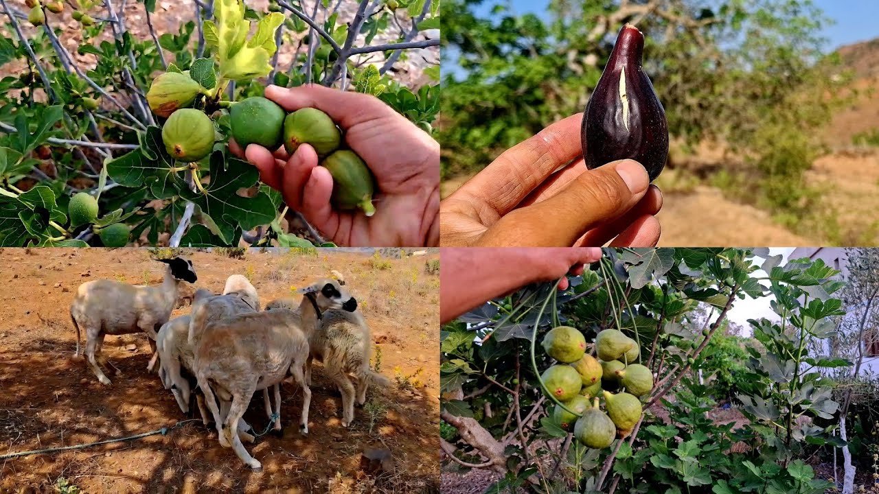 ليوم تشوفو معنا طريقة تذكار أشجار كرموس شاهدوا معنا لفيديو.🪴🌿☘️