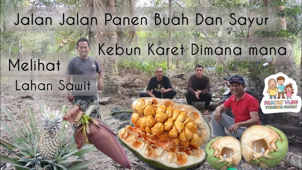 LIBURAN KE KEBUN KARET | MENGUNJUNGI BAPAK DAN PANEN BUAH 
