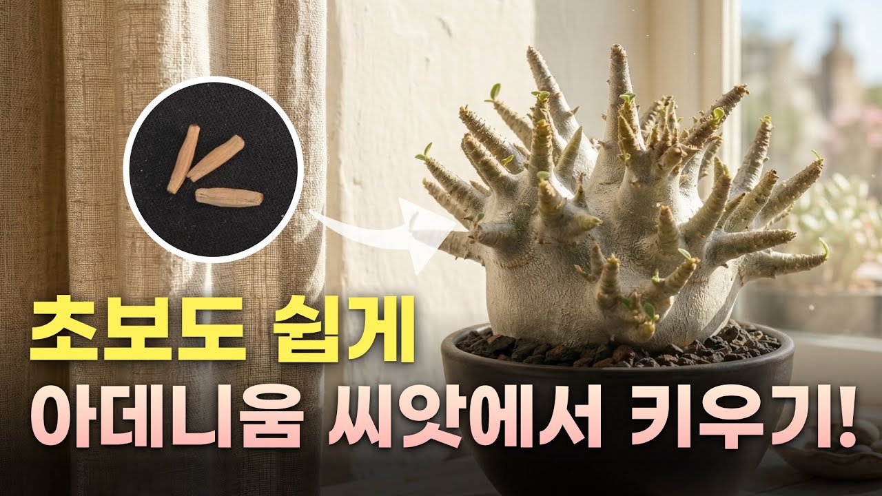 초보자를 위한 사막의 장미 아데니움 아라비쿰 씨앗에서 멋지게 키우기