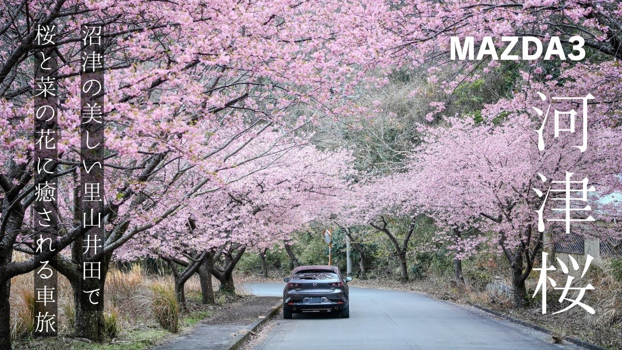 【井田の河津桜】40代路傍の男が桜と菜の花に癒される車旅#桜 #sakura #mazda3 #driving 
