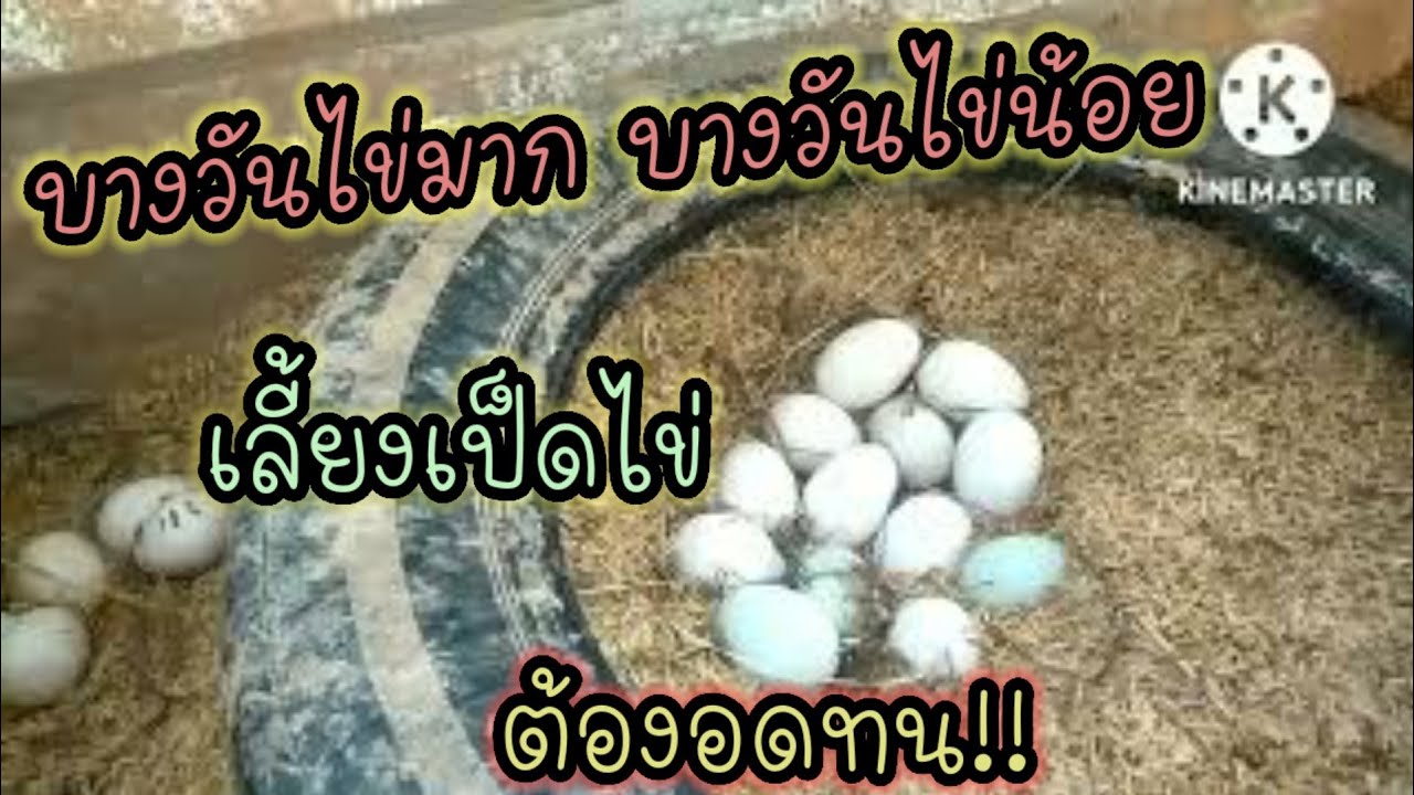มือใหม่หัดเลี้ยงเป็ดep.17 เลี้ยงเป็ดไข่ต้องมีความอดทน บางวันไข่มากบางวันไข่น้อย เป็ดไข่ เกษตรผสมผสาน