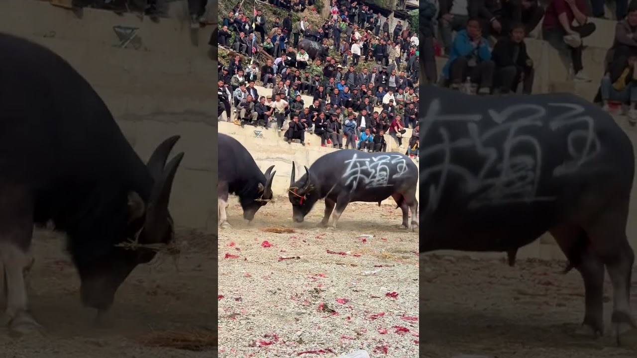 Wild Buffalos vs Nature | Incredible Animal Moments #BullBuffalos #WildBuffalo #BuffaloPower