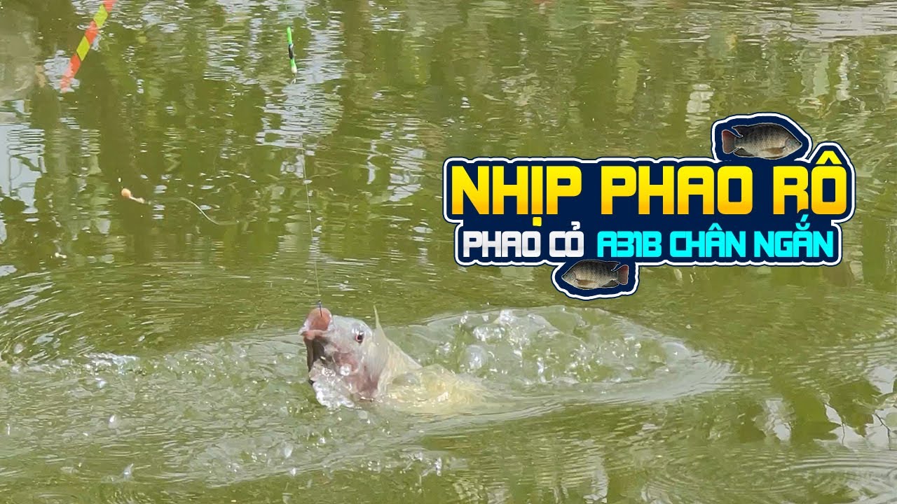 Nhịp Phao Rô Phi Cân 5 Câu 3 | Yong Feng 97 Fishing