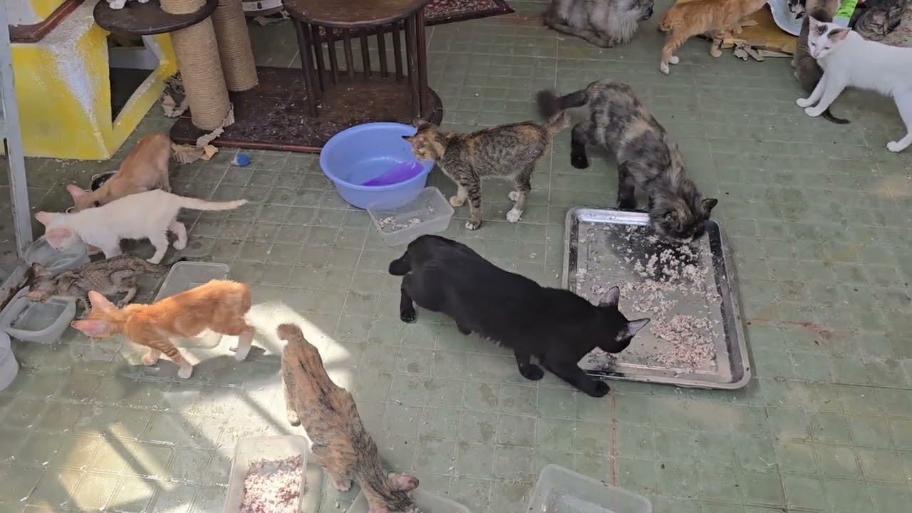 The Craziest Cat Feeding Time Ever 😻
