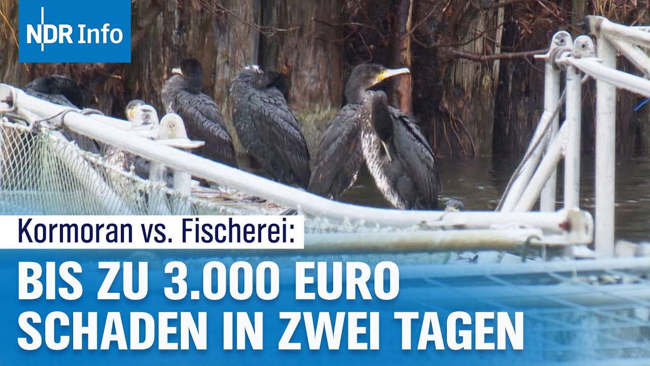 Kormoran-Plage in Schwerin: Fischer am Verzweifeln | NDR Info