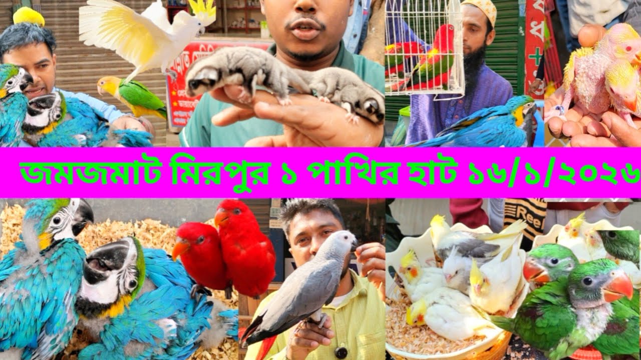 Mirpur Pakhir hat | Mirpur 1 Pakhir hat | Talking Parrot | Exotic Pets | মিরপুর ১ পাখির হাট ২০২৬ 