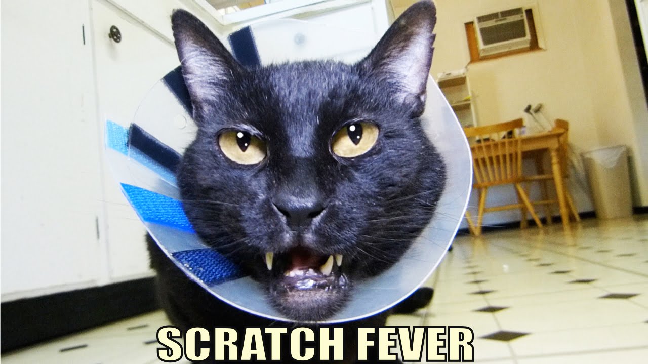 Говорящая кошечка 40 - Царапающая лихорадка