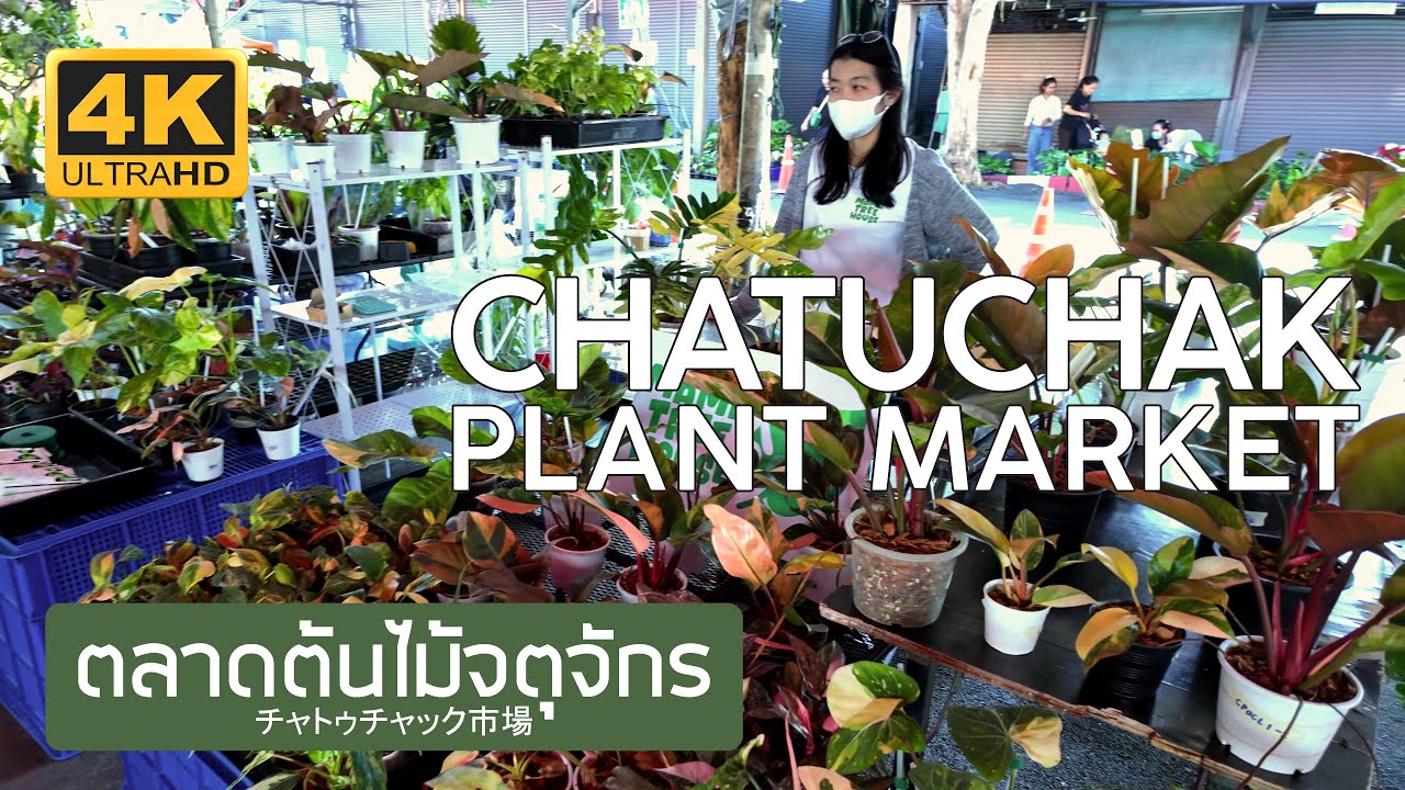 ตลาดต้นไม้จตุจักร 18 ธันวาคม 2568 Chatuchak Plant Market December 18th, 2025 チャトゥチャック市場 バンコク タイ