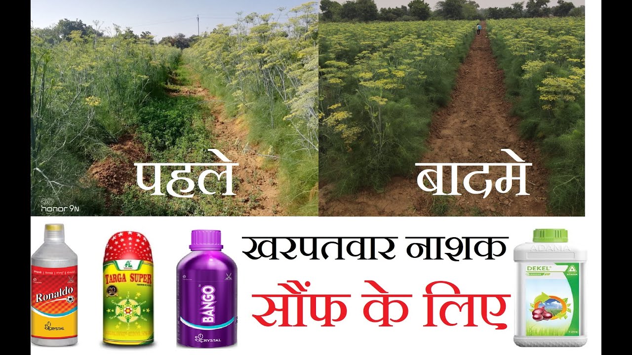 5) सौफ की खेती DAY-50  सौफ में खरपतवार कैसे रोके। sonf ki kheti in india। sof  ki herbicide।