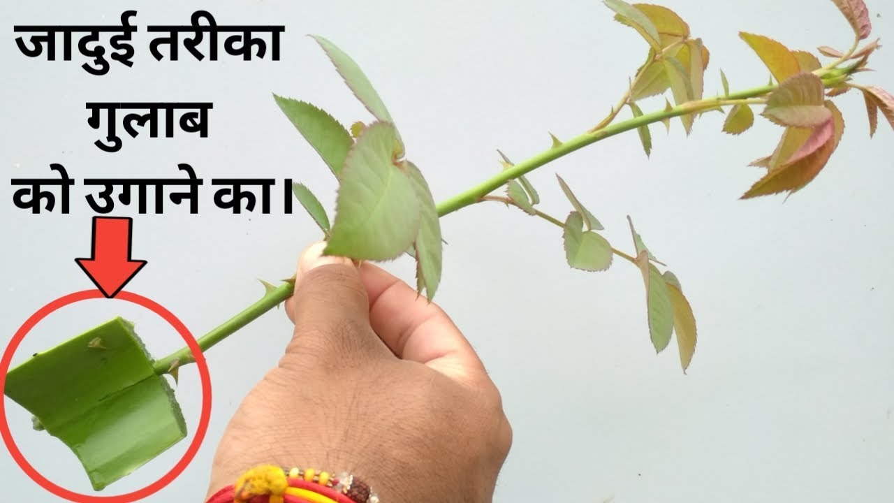गुलाब की कटिंग अब कभी फेल नहीं होगी। Grow Rose from cutting.