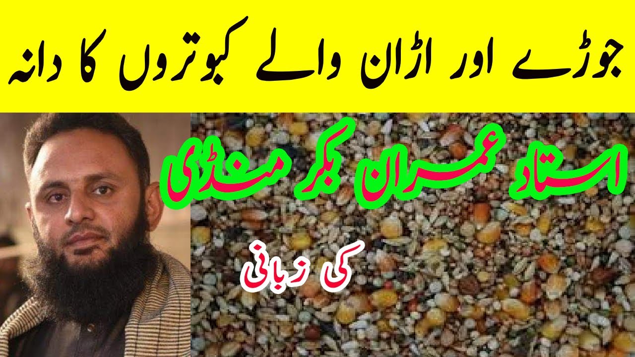 Joray walay kabootar k liye daana Feed for breeder pigeon | kabootar k liye Acha Dana || #kabutartv