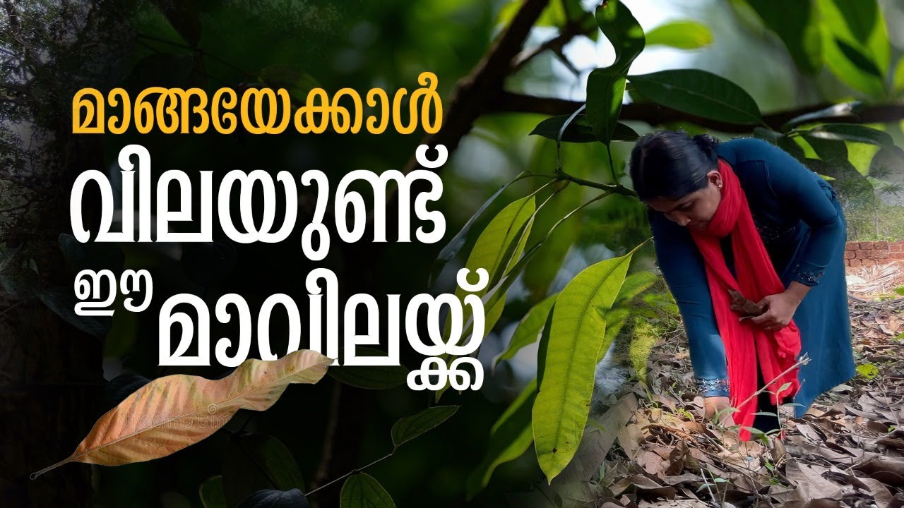 മാവില വിറ്റും പണം കണ്ടെത്താം; ഇത് കുറ്റ്യാട്ടൂർ പെരുമ | Earnings from Mango Leaves