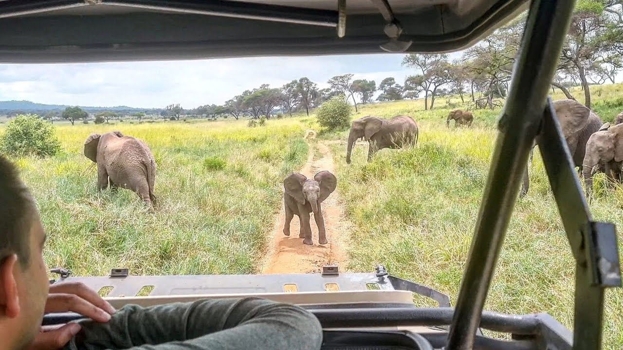 Baby elephants charge at safari vehicle | Funny and cute baby elephants