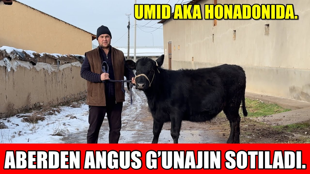 ABERDEN ANGUS G’UNAJIN SOTILADI,DEHQONDAN SO’RAGANLARGA.
