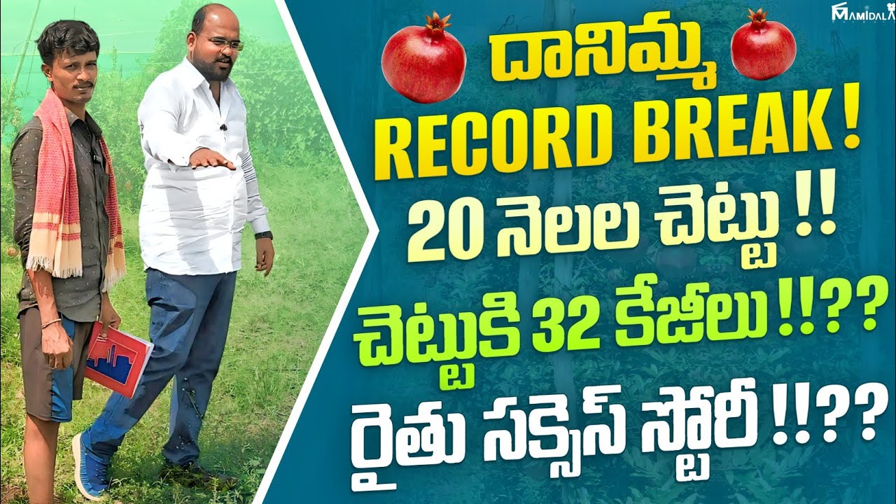 దానిమ్మ Record Break!  20 నెలల చెట్టుకి 32 KGS!?రైతు సక్సెస్ స్టోరీ!?  #pomogranate#farming