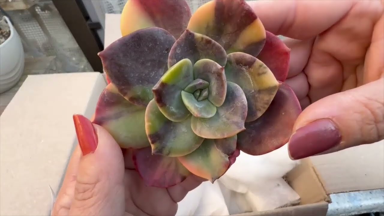 #261  UNBOXING  SUCULENTAS COREANAS VARIEGADAS