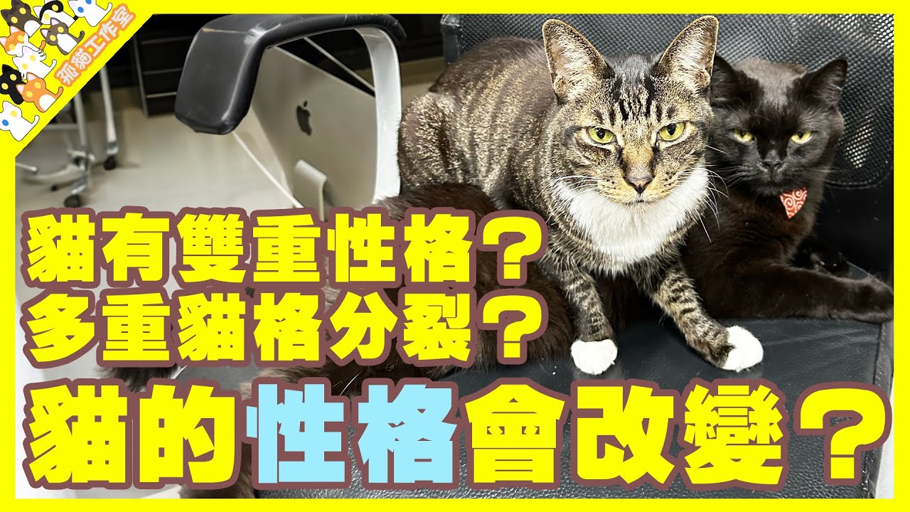 【孤貓工作室】貓都有雙重性格？多重貓格分裂？貓的性格會改變？孤貓誰最大改變？
