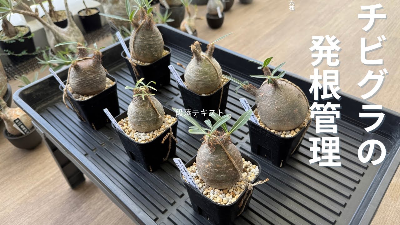 【塊根植物】チビグラ6株発根確認