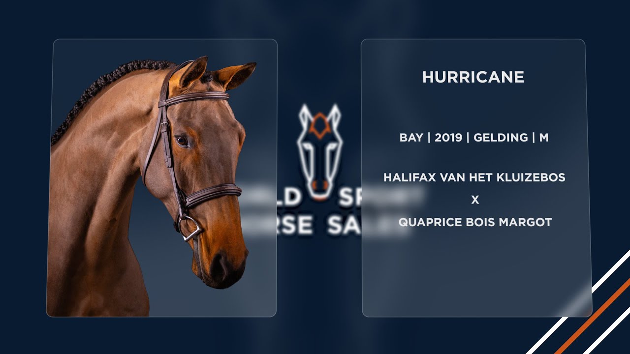 08. Hurricane (Halifax van het Kluizebos x Quaprice Bois Margot)