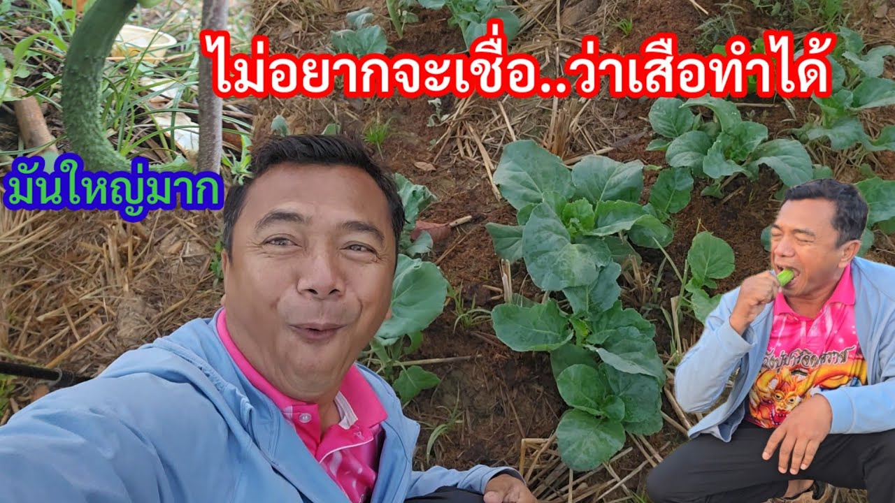 ไม่อยากจะเชื่อว่าเสือทำได้⁉️ชมสิ่งที่น่าสนใจก่อนไปส่งนักเรียน