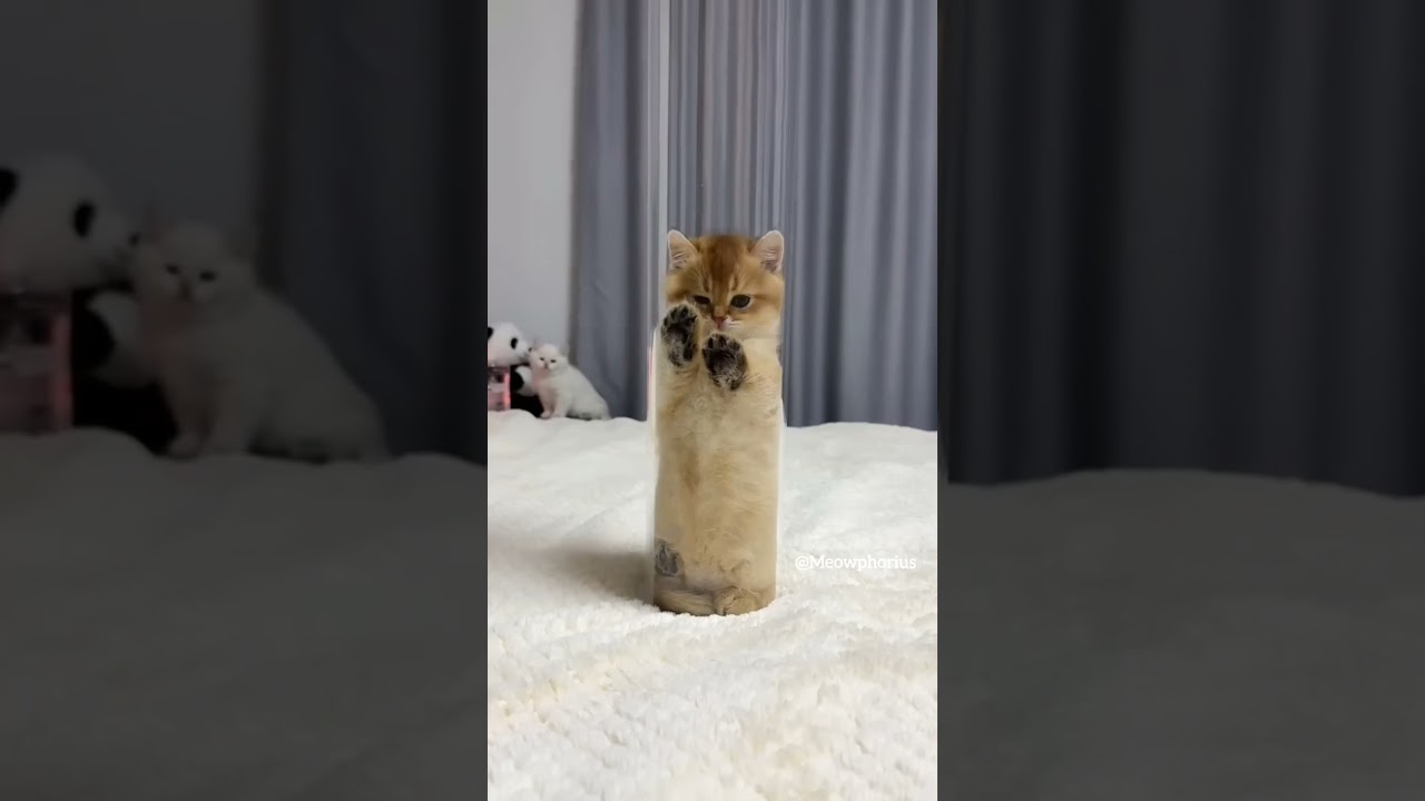 į love dis cat