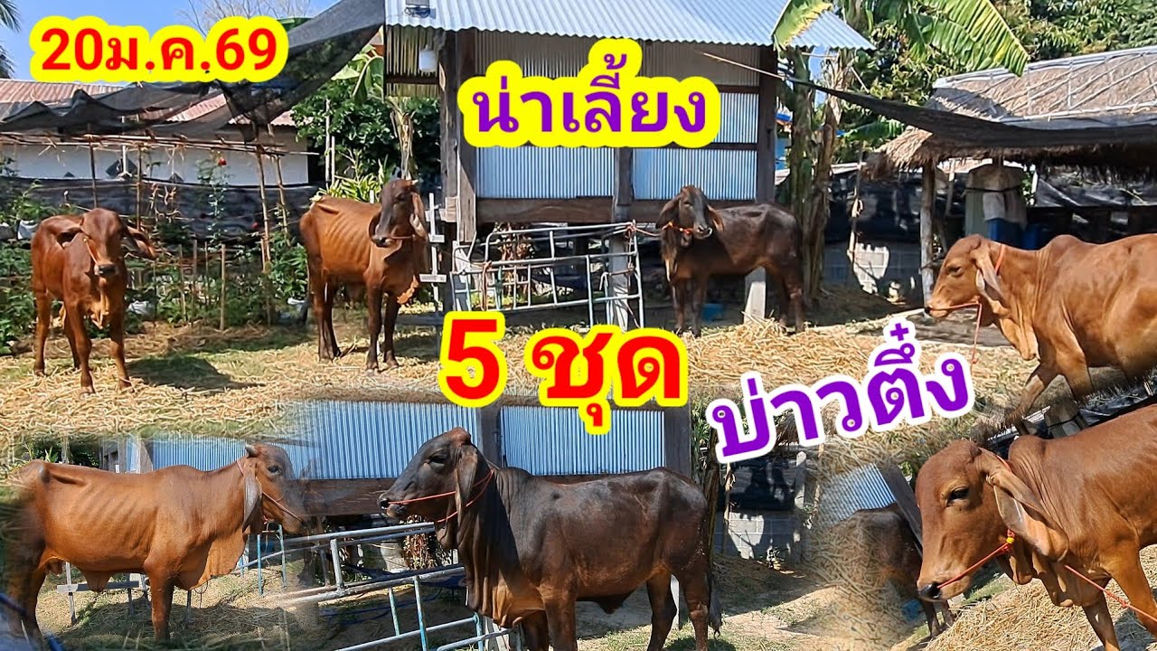 บ่าวตึ๋ง 080-188-5110 บ.นาหว้า อ.ปทุมราชวงศา จ.อำนาจเจริญ/20 ม.ค.69