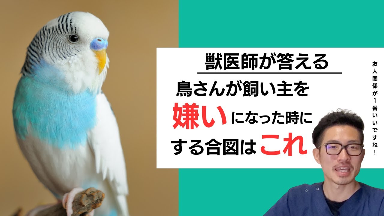 【質問コーナー】インコが朝になると大ボリュームで鳴き出す…なぜ？インコが糞を踏んでなかなか取れない…どうしたらいいですか？インコのくちばしの下薄部分がありません。長生きしますか？などにお答えしました！