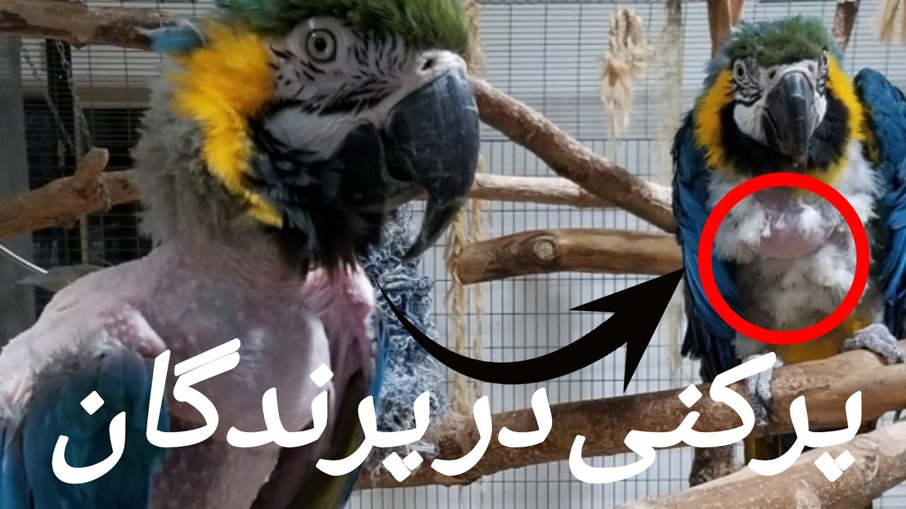 چرا پرنده‌م پرهاشو می‌کَنه؟ |  راهکار های فوری برای درمان پَرکَندن در پرندگان زینتی