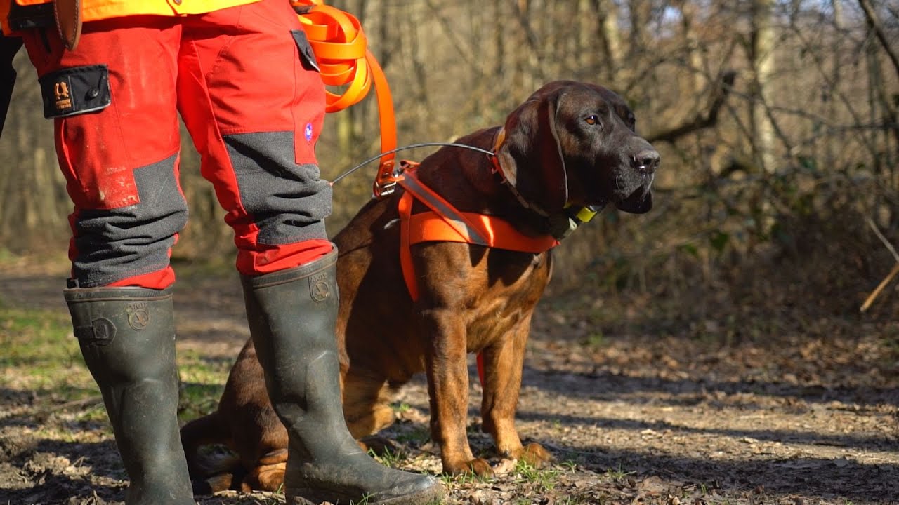 M5 csatorna - Kaszó Kupa Országos Véreb Fővizsga 2020 – 1. rész – 2020/4. adás – 2020.02.22.