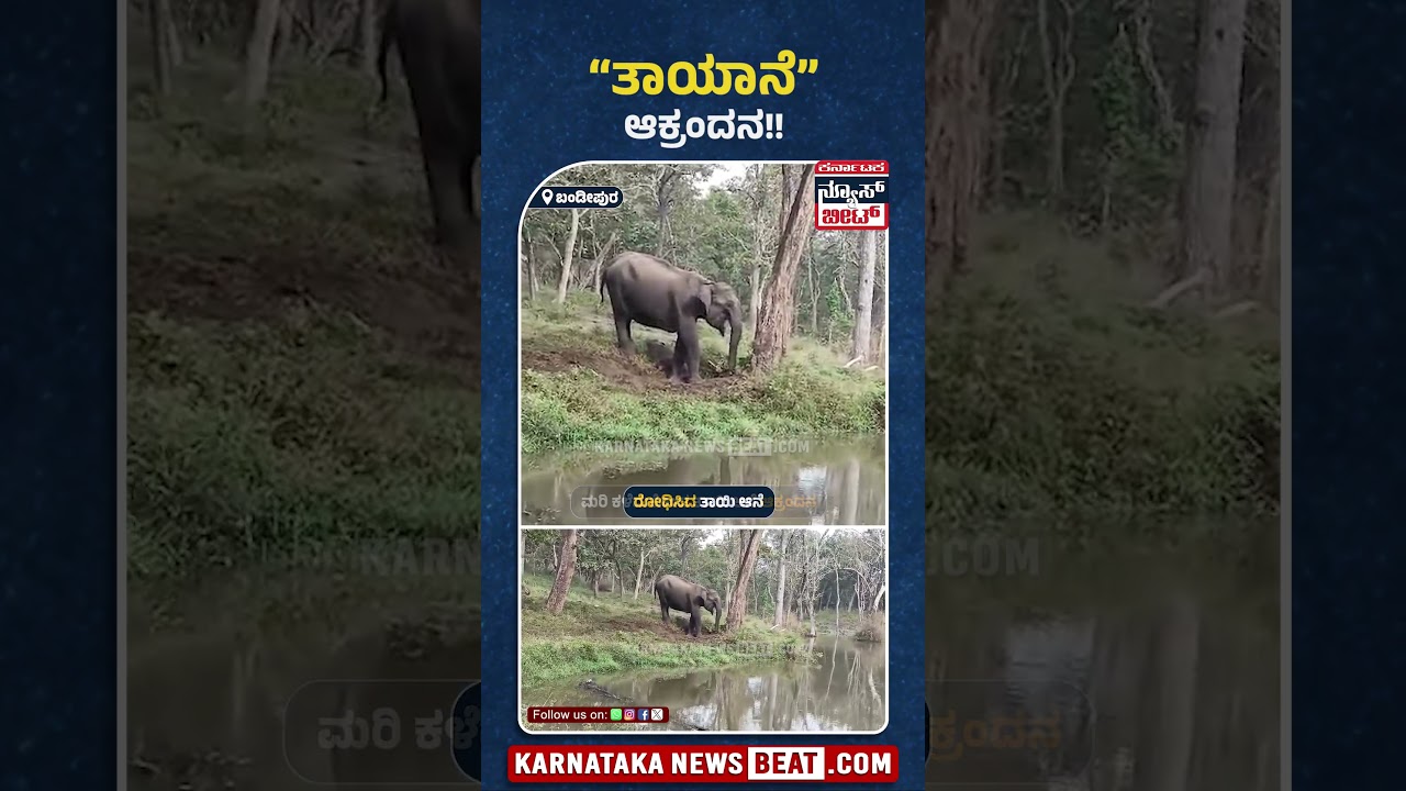 &ldquo;ತಾಯಾನೆ&rdquo; ಆಕ್ರಂದನ!! | Karnataka News Beat | ಕರ್ನಾಟಕ ನ್ಯೂಸ್ ಬೀಟ್