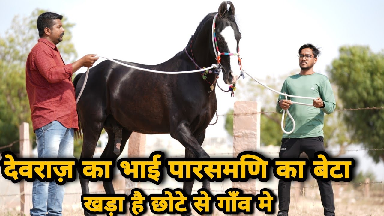 जूनून हो तों ऐसा |पारसमणी का बेटा मणि | Marwadi Stallion