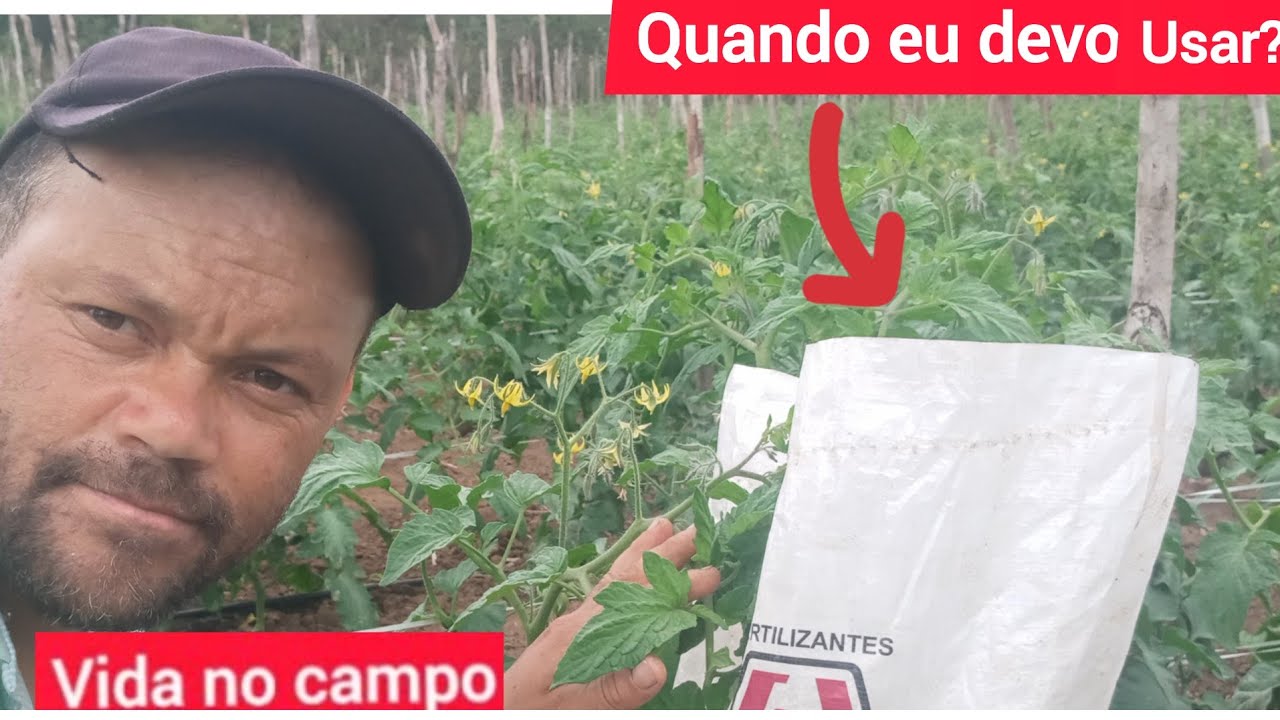 tomate com fundo preto como cuidar.