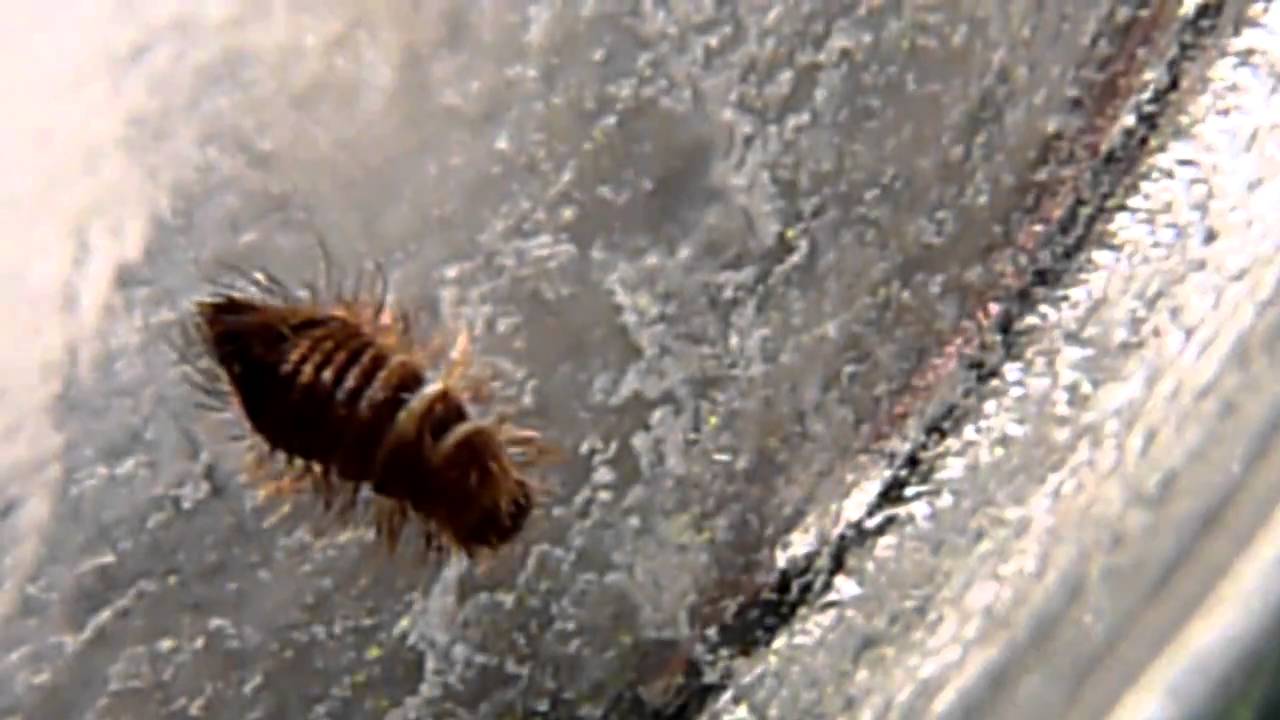 Wood Boring Beetle Larvae