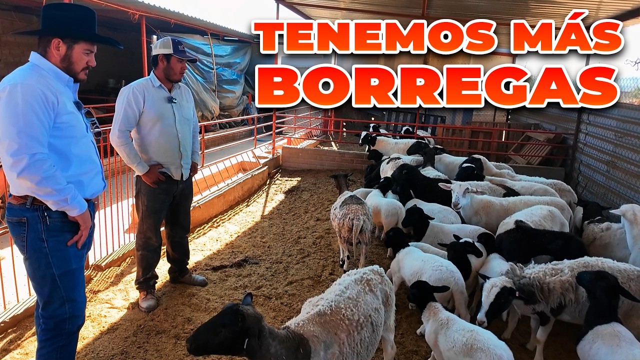 CRECE EL NEGOCIO DE LAS BORREGAS | Rancho Cinco Talentos