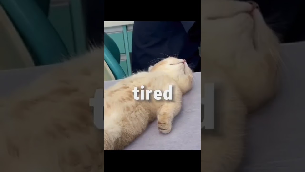 I am so mother fucking tired all the time.