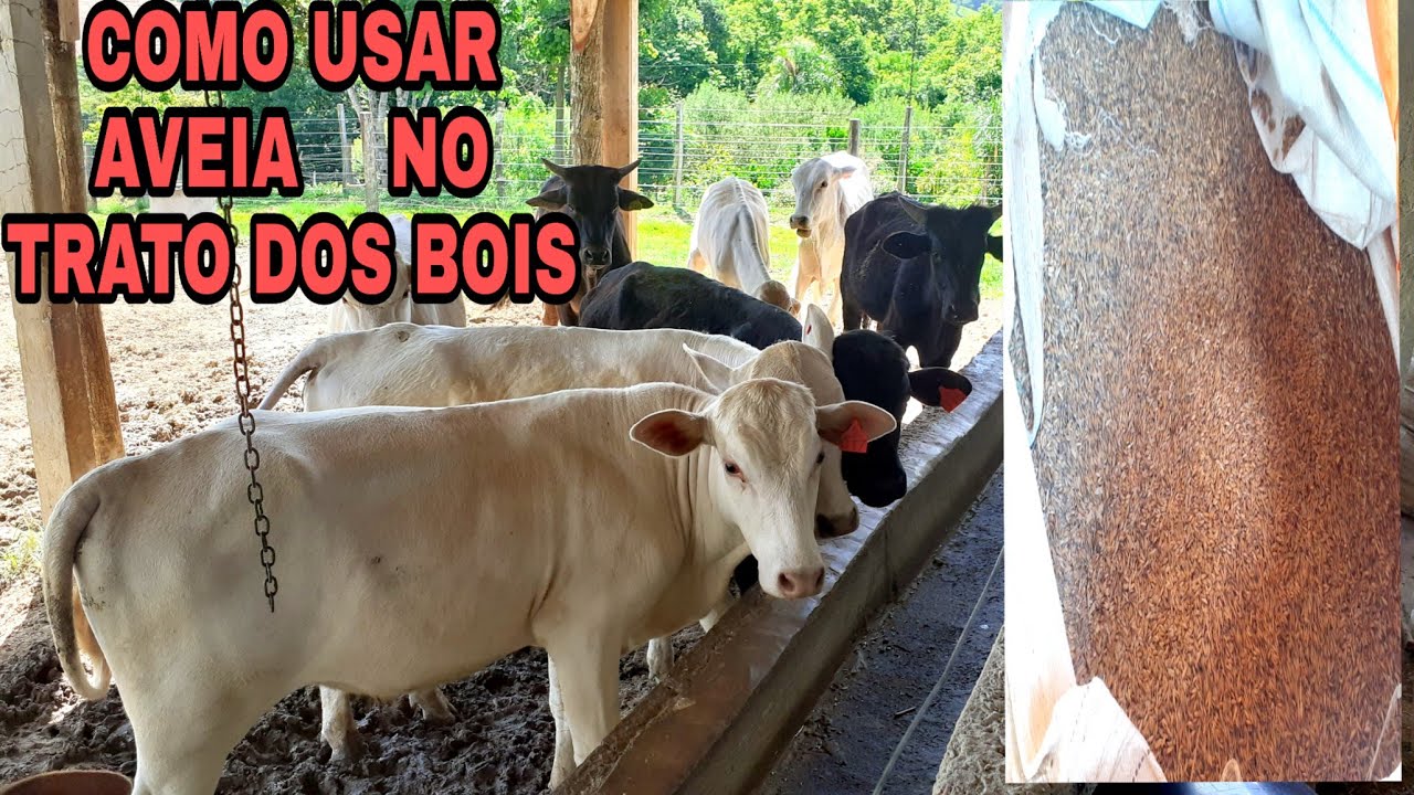 COMO USAR AVEIA🌾TRITURADA   NA  ALIMENTAÇÃO  DAS BEZERRADA?🐂🐂