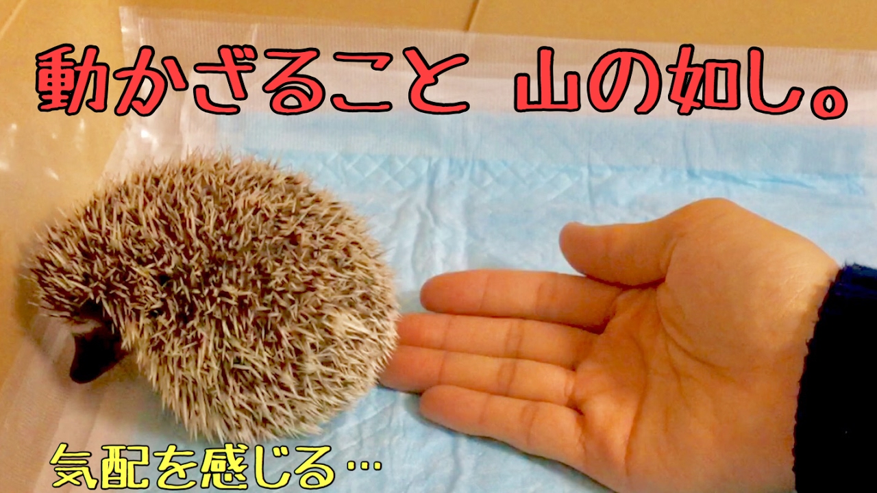 ハリネズミの慣らし方【さわりかた】How to practice the hedgehog