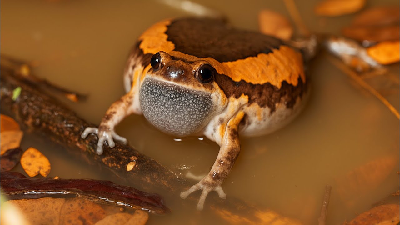 Catch Banded bullfrog