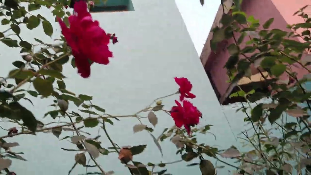 গোলাপ প্রচুর ফুল ফুটে আছে গাছে#####aib 