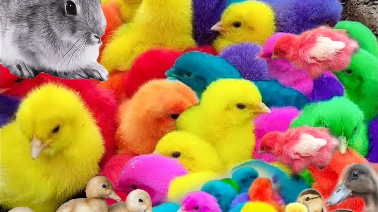 bermain bersama ayam warna warni, kelinci lucu, bebek dan hamster @BERMAIM.BERSAMA.OFFICIAL