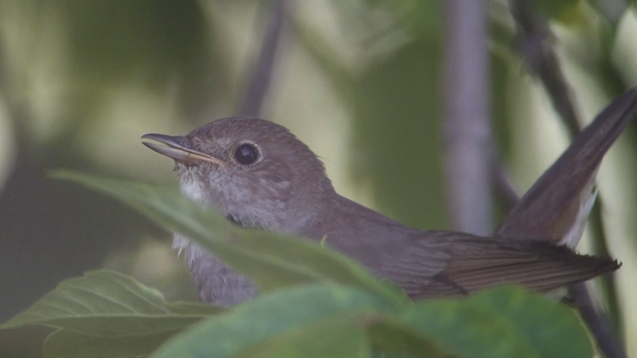 słowik szary juv. Awifauna Doliny Krzny