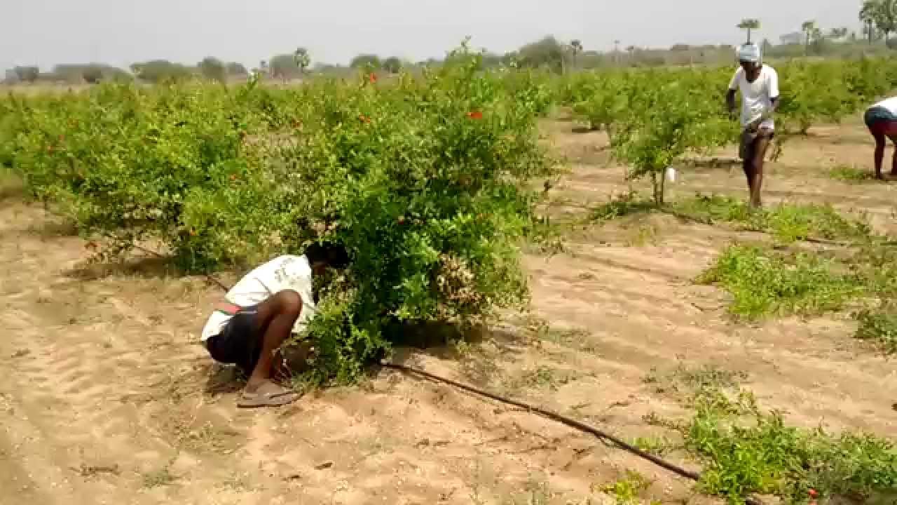 Pruning before flowering