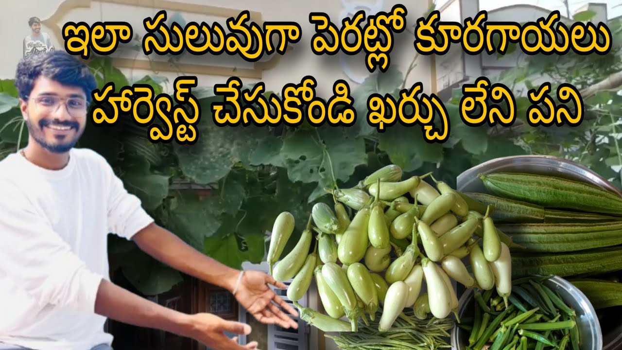 👌🏻ఇలా సులువుగా పెరట్లో కూరగాయలు హార్వెస్ట్ చేసుకోండి ఖర్చు లేని పని👍🏻🍆🫚🌶️🍅#vegetables #forming