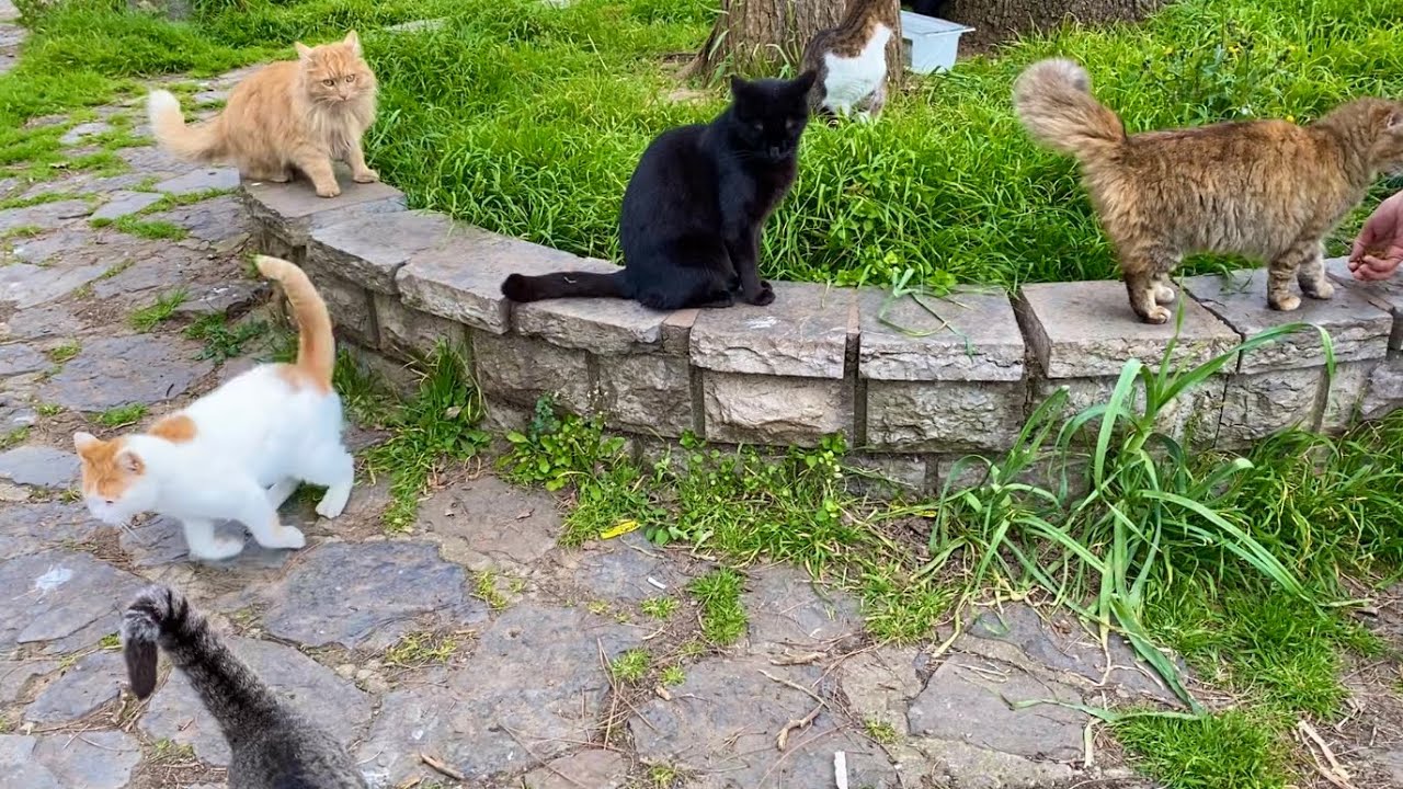 The cats living in the park are incredibly beautiful. I gave them food.