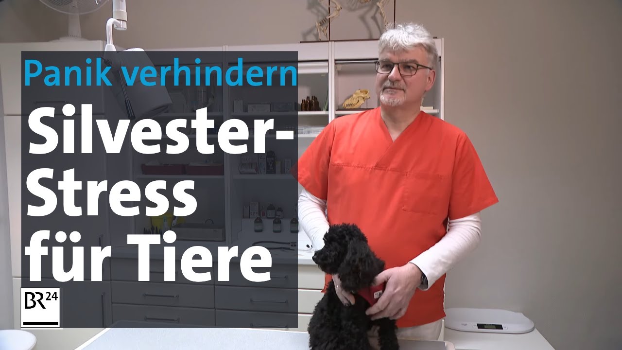 Raketen, Böller und Pyrotechnik: Silvester-Stress für Tiere | Abendschau | BR24