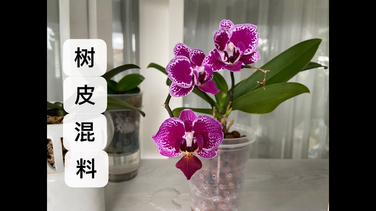 【21008】蝴蝶兰植料，树皮混料包含哪些成分？有什么特性？树皮/椰壳/木炭/珍珠岩/水苔/陶粒，等 //静姐说花569