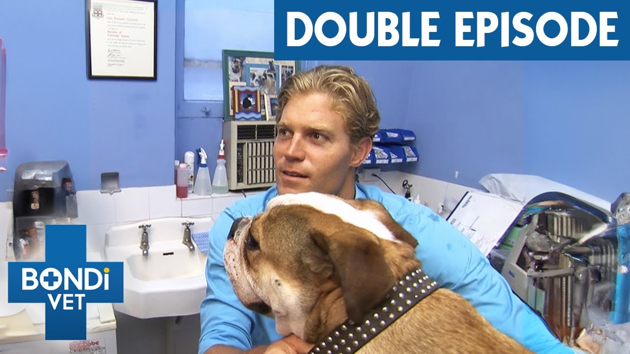 Bulldog Gets Fake Balls During Castration | Bondi Vet