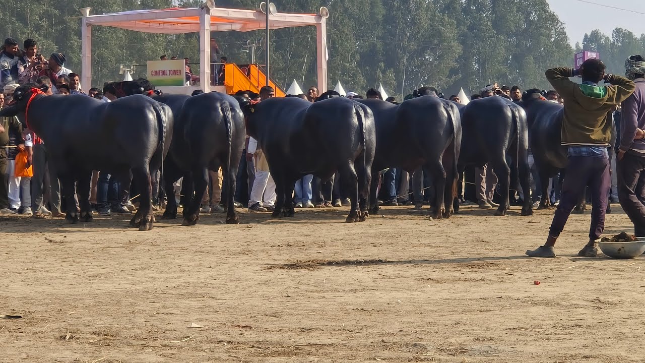 कुरुक्षेत्र पशु मेला मुर्रा बुल का। मुकाबला