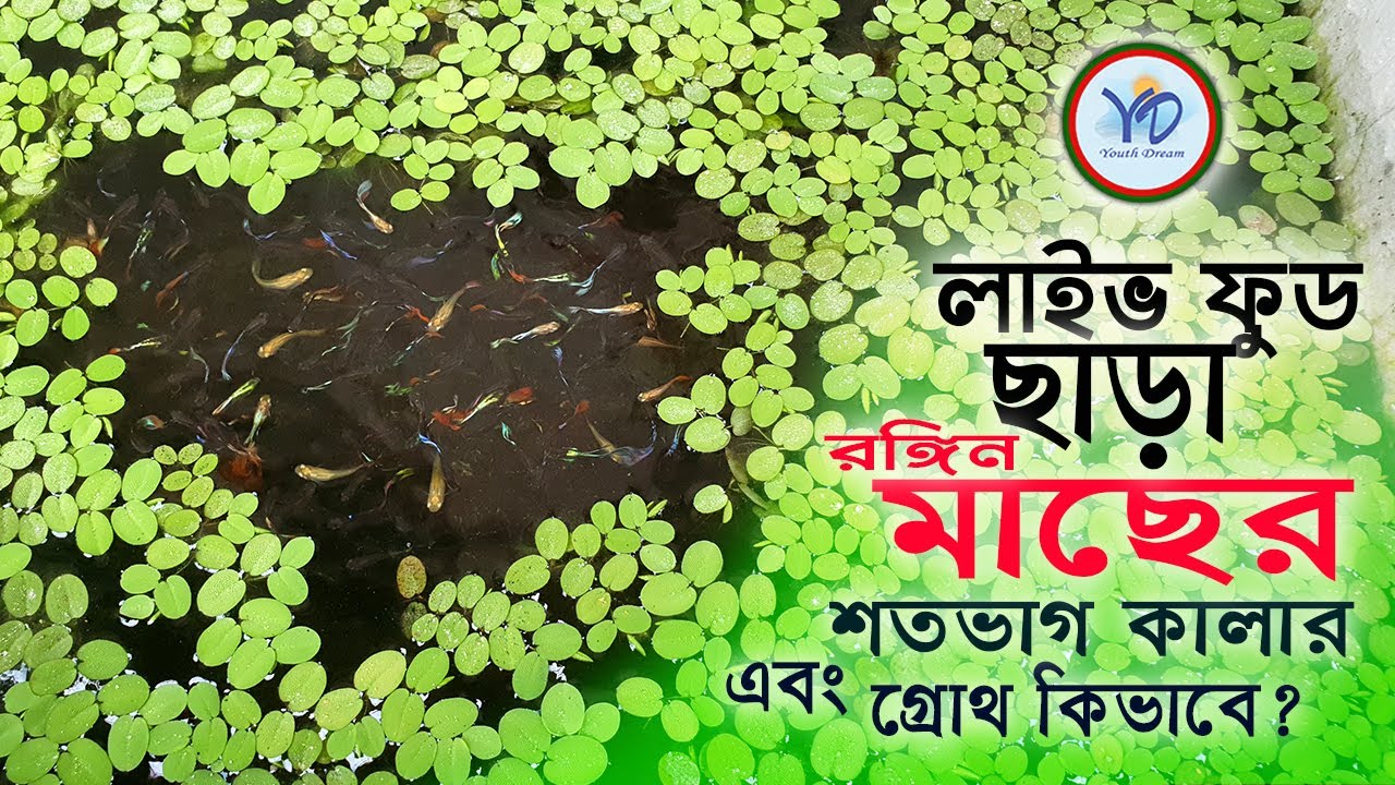 live food ornamental fish. লাইভ ফুড ছাড়া রঙ্গিন মাছের কালার আসবে কি?