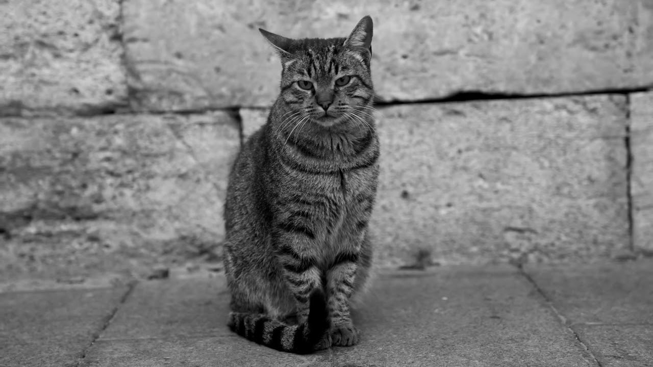 L'uomo in Frak